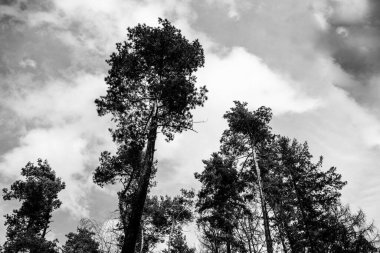 Siyah beyaz gökyüzü bulutlu çam ağaçları