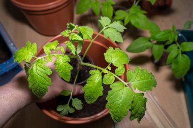 Erkek el, daha büyük bir tencerede küçük domates bitkisini saklar. 