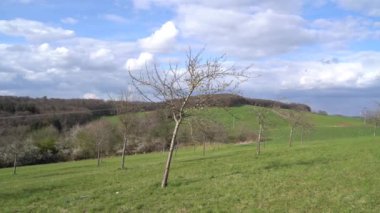 Baharda manzarada küçük yapraksız ağaçlar 