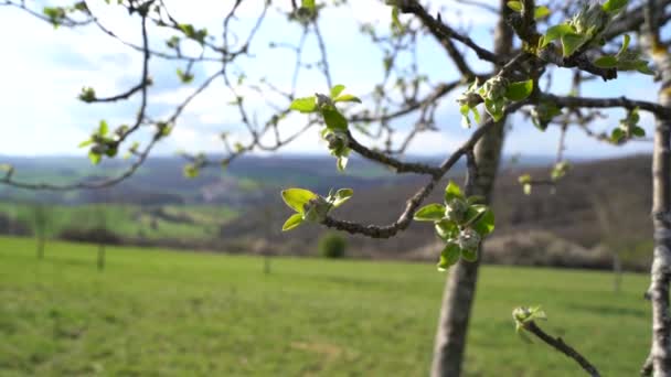 Kwitnie Gałęzi Drzewa Wiosną — Wideo stockowe