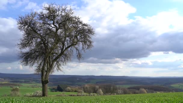 在春天里的一个晴朗的日子里 无叶的树在风景里 — 图库视频影像