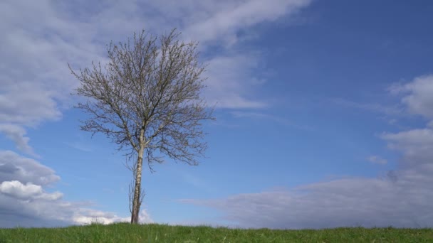Листяне Дерево Трав Яному Полі Навесні — стокове відео
