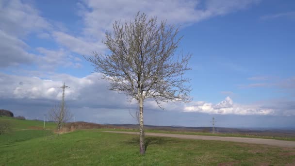 Drzewo Bez Liści Krajobrazie Wiosną — Wideo stockowe