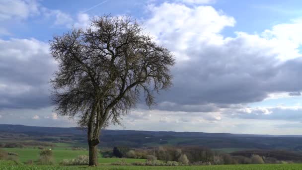 Kwitnące Drzewo Wiosną Krajobrazie — Wideo stockowe