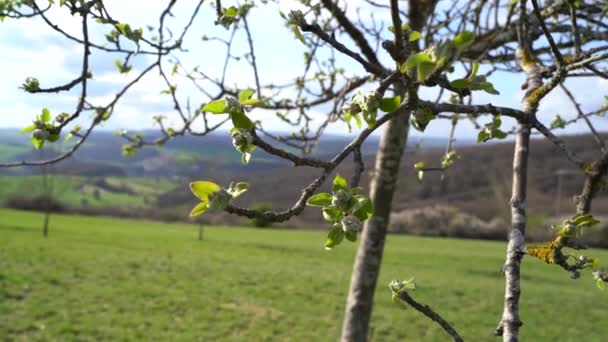 Kwitnie Gałęziach Drzewa Wiosną — Wideo stockowe