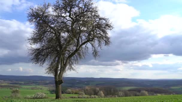 Ensamt Blommande Träd Våren Landskapet — Stockvideo