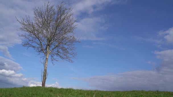 Blommande Träd Gräsbevuxen Kulle Våren — Stockvideo