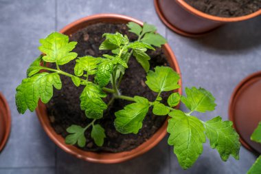 Baharda evin içinde büyüyen küçük domates bitkisi. 