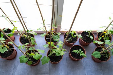 Baharda evin içinde büyüyen tencerede domates ve salatalık. 