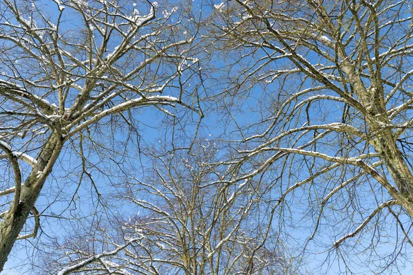 Drzewa Śniegiem Słoneczny Dzień Zimą Obrazek Stockowy