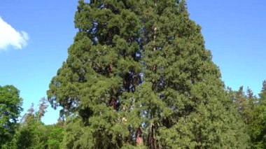 Yazın büyük bir sekoya ağacı manzarası