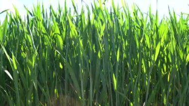 Baharın güneşli bir gününde yeşil bir tahıl tarlası manzarası 