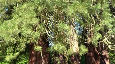 Ormandaki büyük sekoya ağaçlarının manzarası