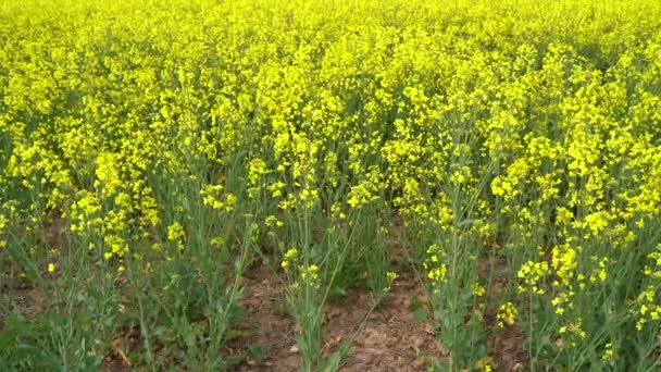 Campo Colza Floración Amarilla Primavera — Vídeos de Stock