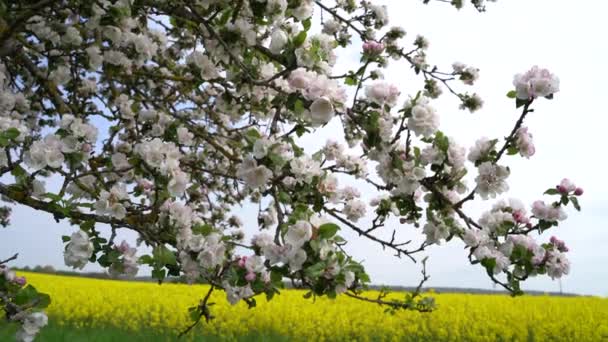 Flores Florecientes Las Ramas Manzano Primavera — Vídeos de Stock