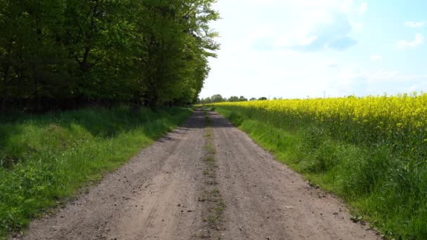 Gravel Road Trees Rapeseed Field Landscape Sunny Day Spring — Stock Video