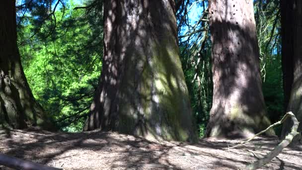 Vista Baixo Troncos Sequoia Grandes Grossos — Vídeo de Stock
