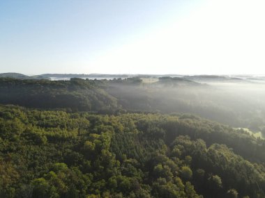 Orman güneşli bir sabahta sisli 