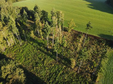 Güneşli bir sabahta manzaralı ağaçların insansız hava aracı görüntüsü