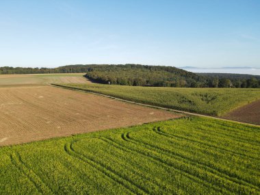 Bir yaz sabahı kırsal alanların ve orman ağaçlarının manzarası