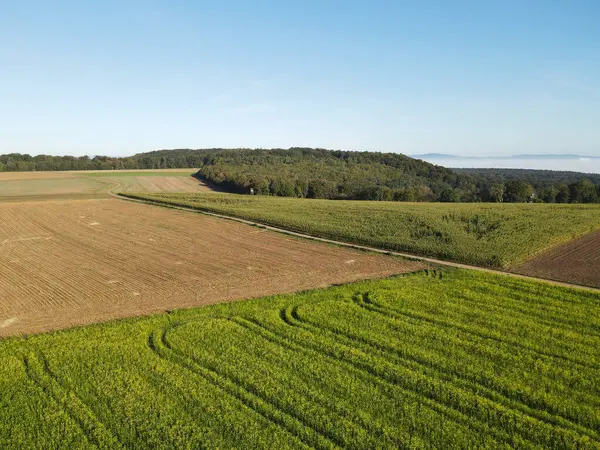 Bir yaz sabahı kırsal alanların ve orman ağaçlarının manzarası