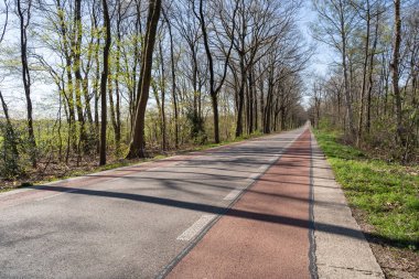 Hollanda 'da ağaçlar arasında kırmızı bisiklet yolu olan yol 