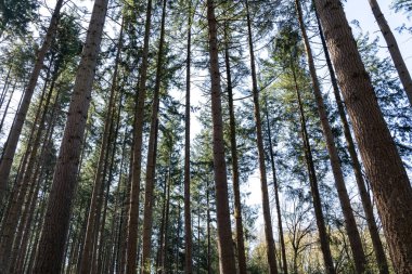 Ormandaki büyük çam ağaçları