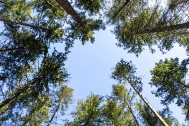 Mavi güneşli gökyüzü olan ladin ağaçları 