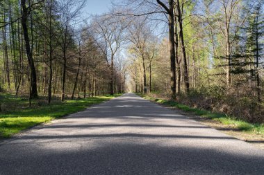 Manzaradaki ağaçlar arasındaki patika. 