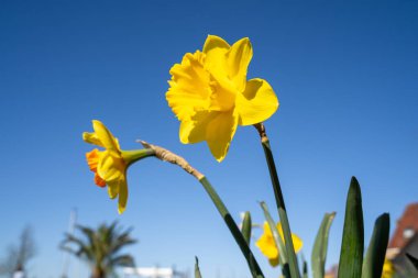 Baharda mavi güneşli gökyüzü ile nergisler 