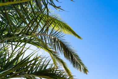 Mavi güneşli gökyüzü olan palmiye ağacı