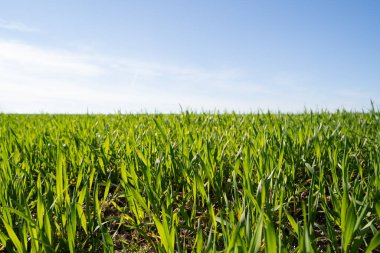 Baharda mavi gökyüzü olan ekin tarlaları.