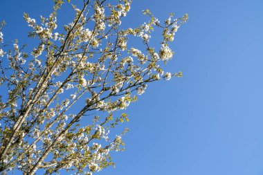 İlkbaharda çiçek açan ve mavi gökyüzü olan ağaç dalları