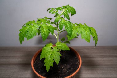 Tencerede küçük bir domates bitkisi