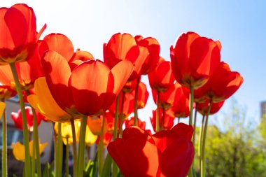 Mavi güneşli kırmızı ve sarı laleler 