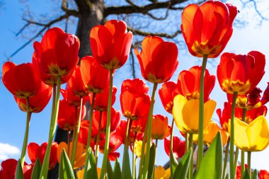 Mavi güneşli kırmızı ve sarı laleler 