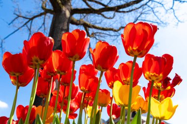 Mavi güneşli kırmızı ve sarı laleler 