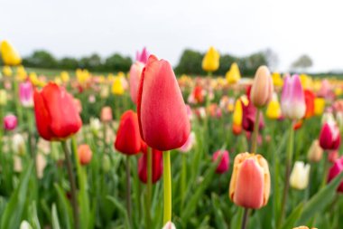 Çiçek tarlasında kırmızı ve sarı laleler