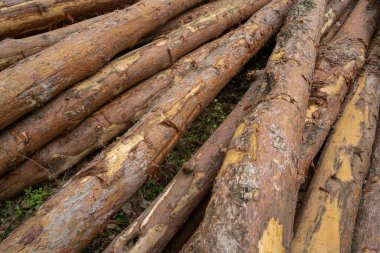 Ormanda çam ağaçları kes.