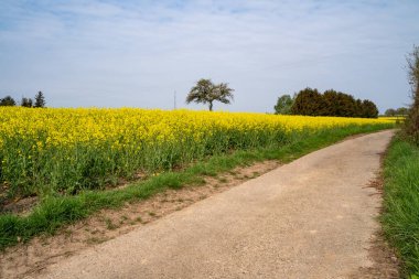 Kırsaldaki kolza tohumu tarlaları arasında yürüyüş
