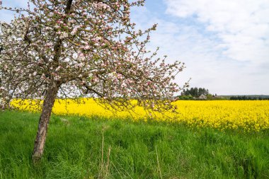 İlkbaharda çimenlikte açan ağaç