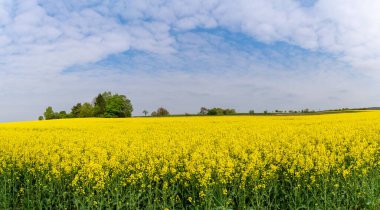 Sarı kolza tohumu tarlası Baharda mavi gökyüzü