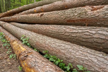 Ormanda çam ağaçları kes.