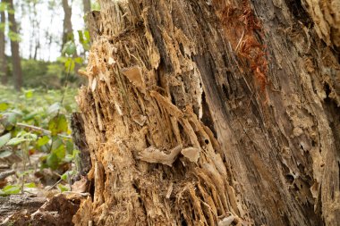Ormanda çürümüş ağaç kütüğü.