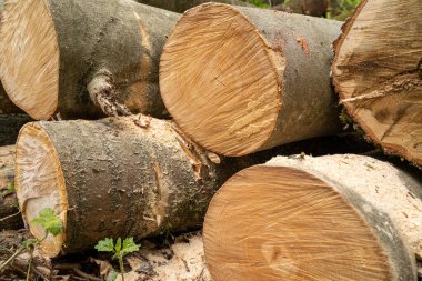 Ormanda kayın gövdeleri kes.