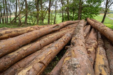 Ormanda çam ağaçları kes.
