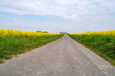 İlkbaharda kolza tarlaları arasındaki patika