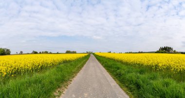 İlkbaharda kolza tarlaları arasındaki patika manzarası