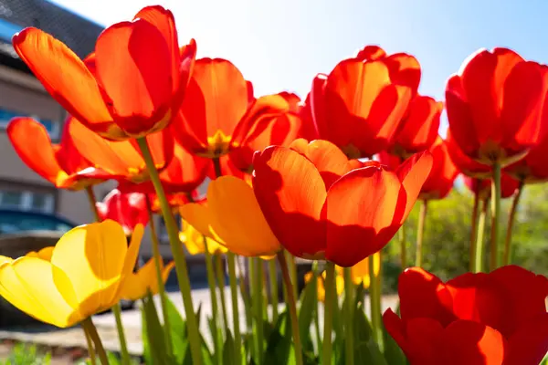 Red and yellow tulips with blue sunny sky