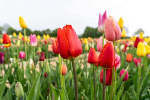 Red and yellow tulips in the flower field